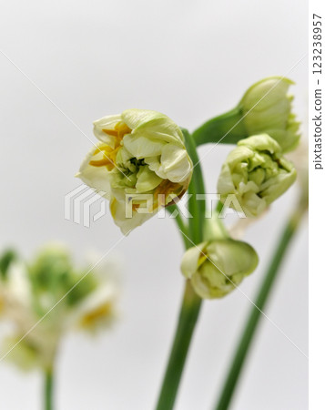 White double-flowered daffodil flower narcissus White double-flowered daffodil flower narcissus 123238957