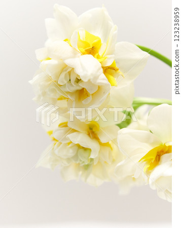 White double-flowered daffodil flower narcissus White double-flowered daffodil flower narcissus 123238959