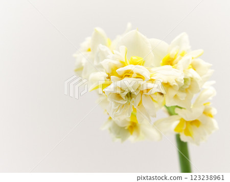 白色重瓣水仙花水仙 123238961