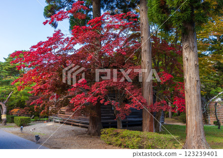 Autumn in Hokkaido, Hakodate City, Former Iwafune Family Garden (Kosetsuen) 123239401