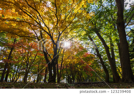 北海道的秋天,函館市,舊岩船家庭園(香雪園) 北海道的秋天,函館市,舊岩船家庭園(香雪園) 123239408