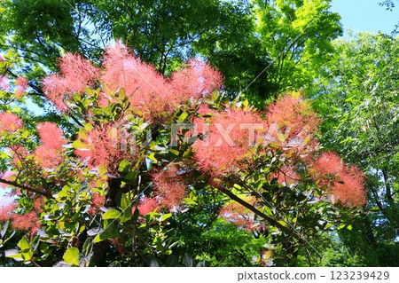 紅煙樹花和藍天 紅煙樹花和藍天 123239429