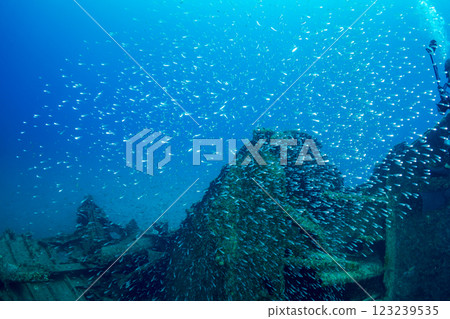 Cardinalfish swarming around a sunken ship, Ogasawara, Tokyo Cardinalfish swarming around a sunken ship, Ogasawara, Tokyo 123239535
