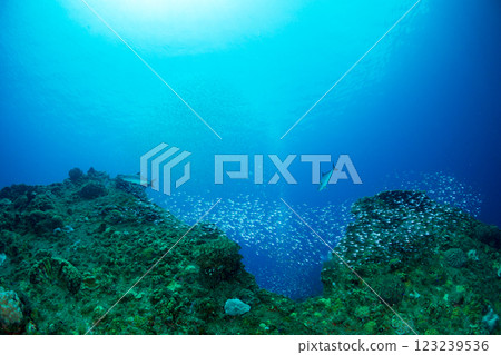 紅雀魚在東京小笠原的一艘沉船周圍遊動 紅雀魚在東京小笠原的一艘沉船周圍遊動 123239536
