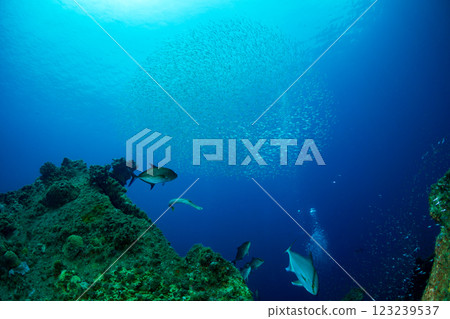 Cardinalfish swarming around a sunken ship, Ogasawara, Tokyo Cardinalfish swarming around a sunken ship, Ogasawara, Tokyo 123239537