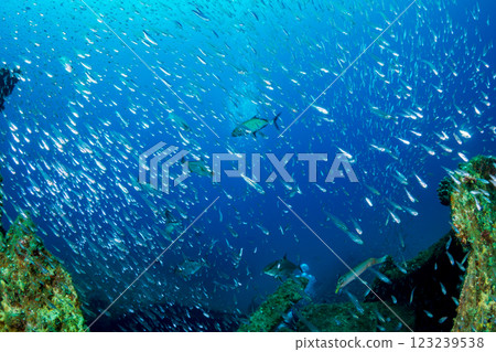 Cardinalfish swarming around a sunken ship, Ogasawara, Tokyo Cardinalfish swarming around a sunken ship, Ogasawara, Tokyo 123239538