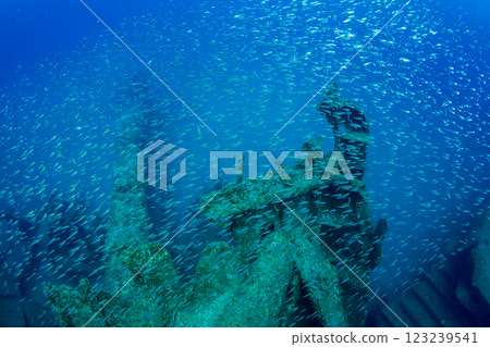 Cardinalfish swarming around a sunken ship, Ogasawara, Tokyo Cardinalfish swarming around a sunken ship, Ogasawara, Tokyo 123239541