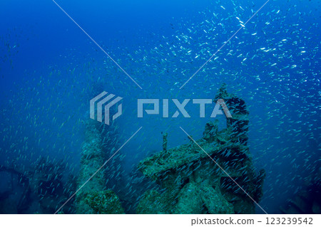 Cardinalfish swarming around a sunken ship, Ogasawara, Tokyo Cardinalfish swarming around a sunken ship, Ogasawara, Tokyo 123239542