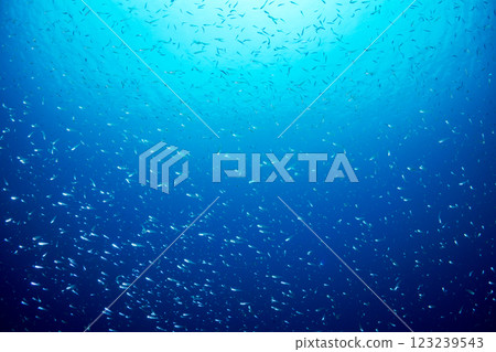 Cardinalfish swarming around a sunken ship, Ogasawara, Tokyo 123239543