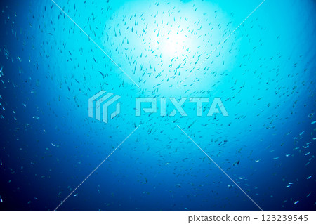 紅雀魚在東京小笠原的一艘沉船周圍遊動 123239545