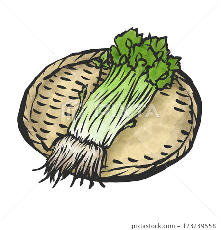 歐芹的手繪插圖 123239558