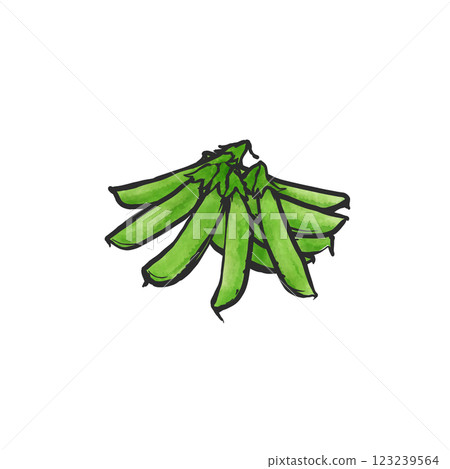 豌豆的手繪插圖 123239564