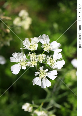 白色Orlair花 123239582