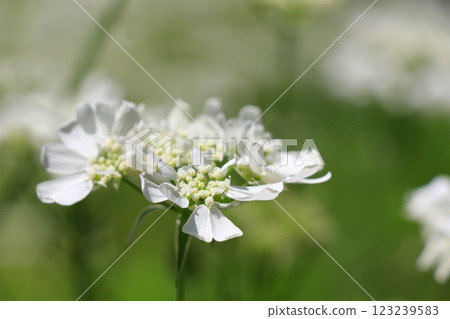 White Orlair Flower White Orlair Flower 123239583