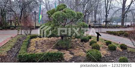 Coniferous tree on the park alley.  123239591