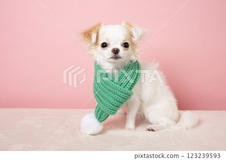 White Chihuahua with a pink back and green scarf 123239593