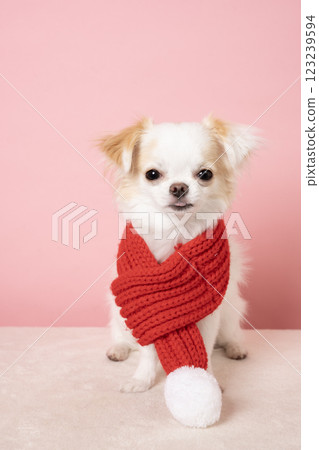 White Chihuahua with a pink back and a red scarf 123239594