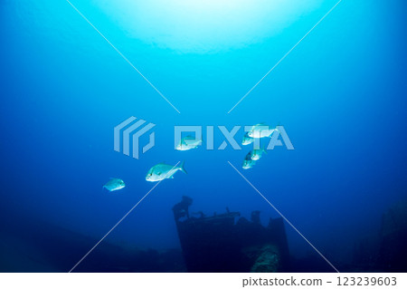 Long-finned amberjack, Ogasawara, Tokyo 123239603