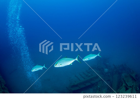 Long-finned amberjack, Ogasawara, Tokyo Long-finned amberjack, Ogasawara, Tokyo 123239611