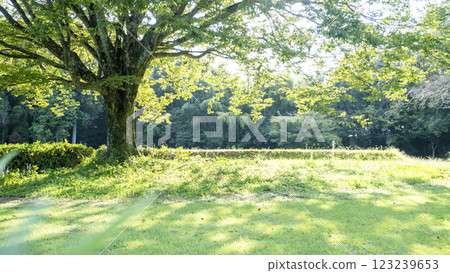 陽光透過樹林灑滿的公園 陽光透過樹林灑滿的公園 123239653