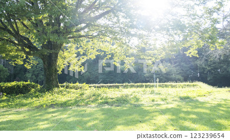 陽光透過樹林灑滿的公園 123239654