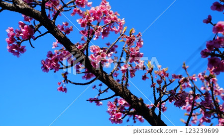 Pink Kawazu cherry blossoms shining against the blue sky of early spring/Yokojikkengawa Waterfront Park Pink Kawazu cherry blossoms shining against the blue sky of early spring/Yokojikkengawa Waterfront Park 123239699
