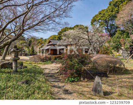 The East Gardens of the Imperial Palace in early spring, Suwa's tea house with white plum blossoms blooming under the blue sky 123239709