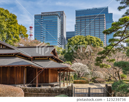 The East Gardens of the Imperial Palace in early spring: Looking towards Otemachi from Suwa no Chaya, where white plum blossoms bloom 123239736