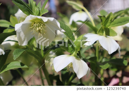 Christmas rose white flowers Christmas rose white flowers 123239740