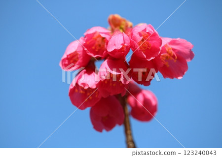 Blue sky and gorgeous deep pink winter cherry blossoms Blue sky and gorgeous deep pink winter cherry blossoms 123240043