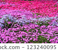 Colorful turf cherry blossom field 123240095