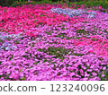 Colorful turf cherry blossom field 123240096