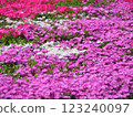 Colorful turf cherry blossom field 123240097
