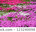 Colorful turf cherry blossom field 123240098