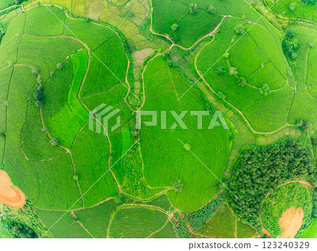High angle view Rows of growing tea plantation at Long Coc mountains, Phu Tho province,Texture of Green tea leaf in northern Vietnam High angle view Rows of growing tea plantation at Long Coc mountains, Phu Tho province,Texture of Green tea leaf in northern Vietnam 123240329