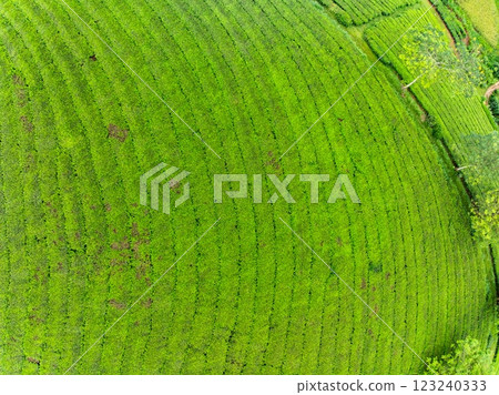 High angle view Rows of growing tea plantation at Long Coc mountains, Phu Tho province,Texture of Green tea leaf in northern Vietnam High angle view Rows of growing tea plantation at Long Coc mountains, Phu Tho province,Texture of Green tea leaf in northern Vietnam 123240333