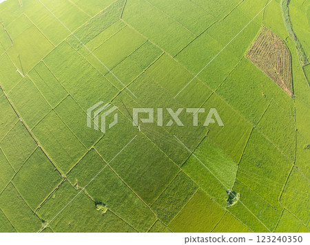 Top view Rice fields in harvest season,High angle view over countryside at northern Vietnam Top view Rice fields in harvest season,High angle view over countryside at northern Vietnam 123240350