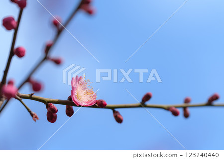 春天枝頭綻放的粉紅梅花 春天枝頭綻放的粉紅梅花 123240440