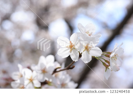 櫻花357 櫻花357 123240458