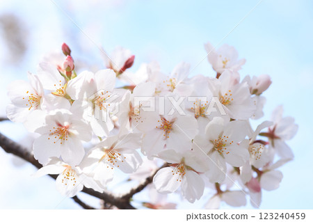 Sakura 361 Sakura 361 123240459