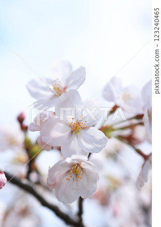 Sakura 388 123240465