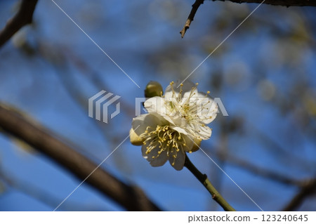 white plum blossom 123240645