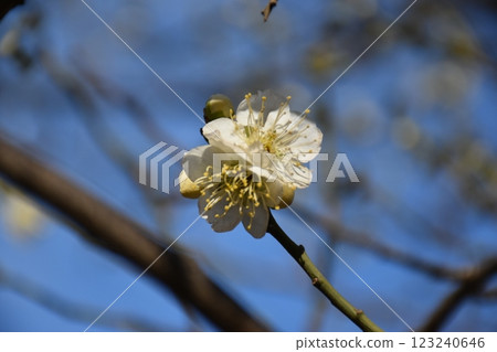 Plum blossoms telling the arrival of spring 123240646