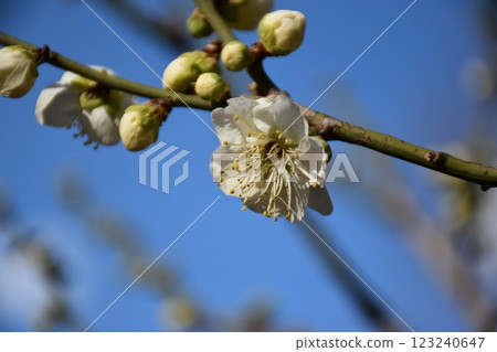 白梅花 123240647