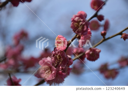 Plum blossoms telling the arrival of spring 123240649