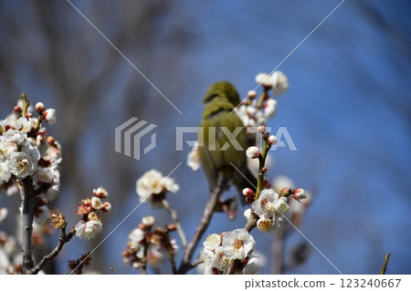 梅花和梅佐 123240667