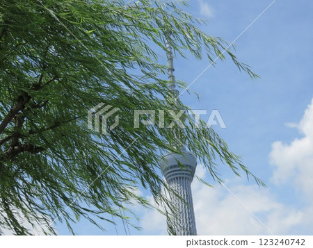 風中的天空樹 風中的天空樹 123240742