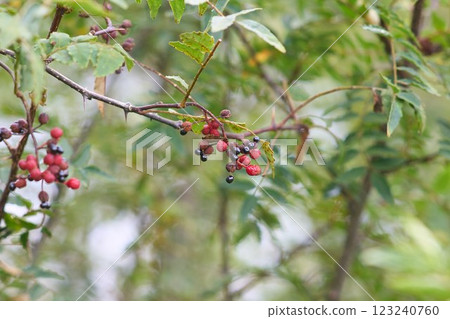 Ripe Japanese pepper berries 123240760