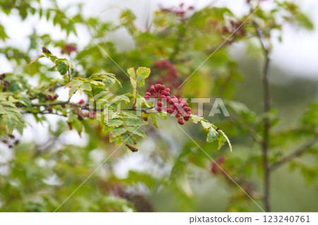 Ripe Japanese pepper berries Ripe Japanese pepper berries 123240761