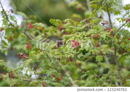 Ripe Japanese pepper berries Ripe Japanese pepper berries 123240762